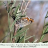 plebejus maracandicus sarykum oviposition